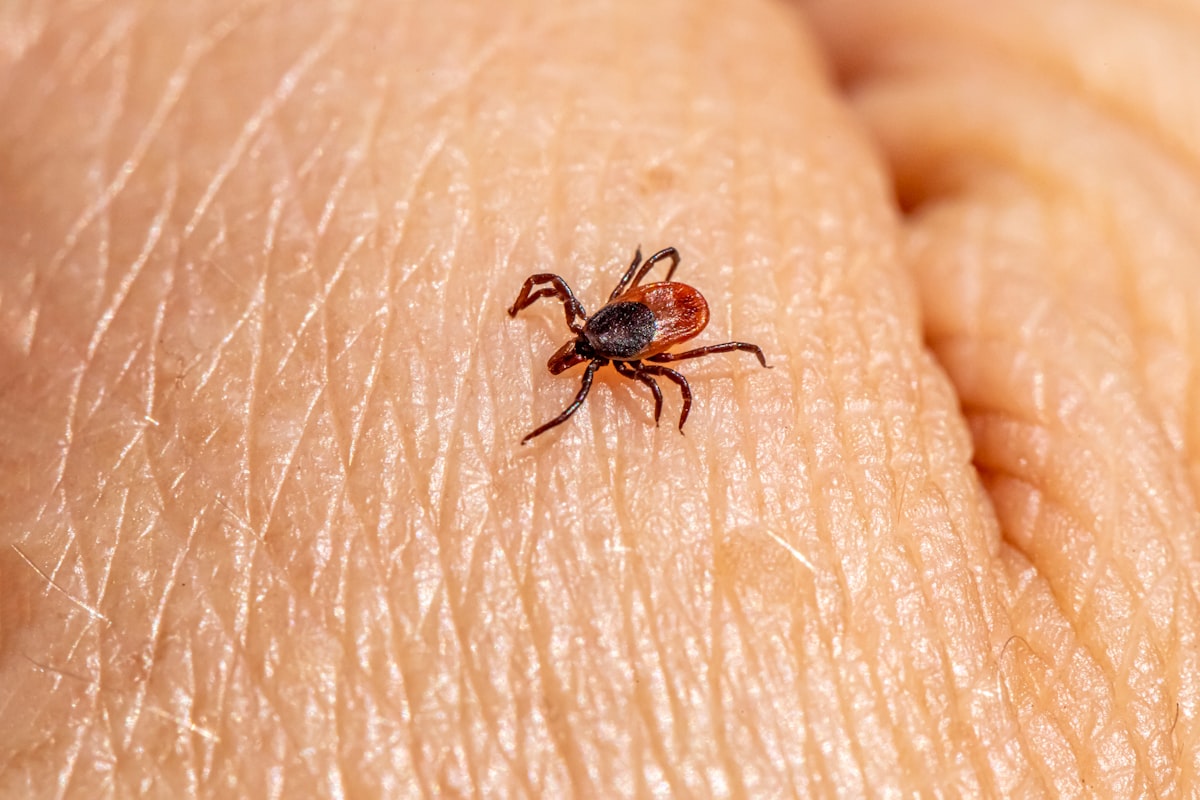 Parasitenerkennung und Bekämpfung
